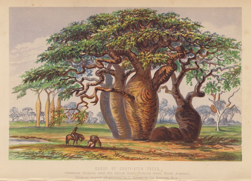 Gruppe von Couty-Stammbäumen, Australien von English School