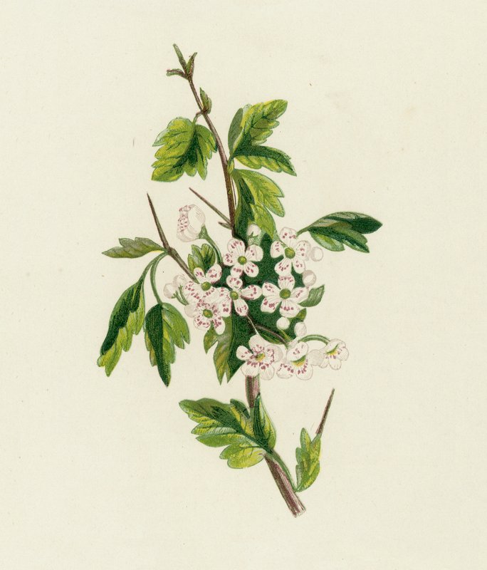 Weißdorn, Crataegus Oxyacantha von English School