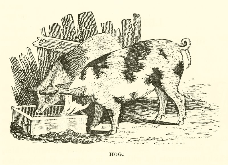 Schwein (Stich) von English School