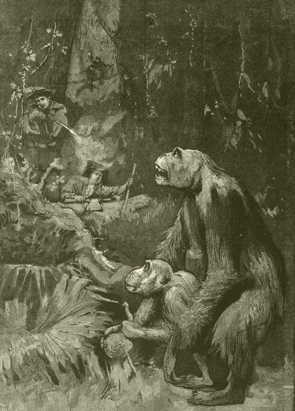 Heimat des Gorillas (Gravur) von English School