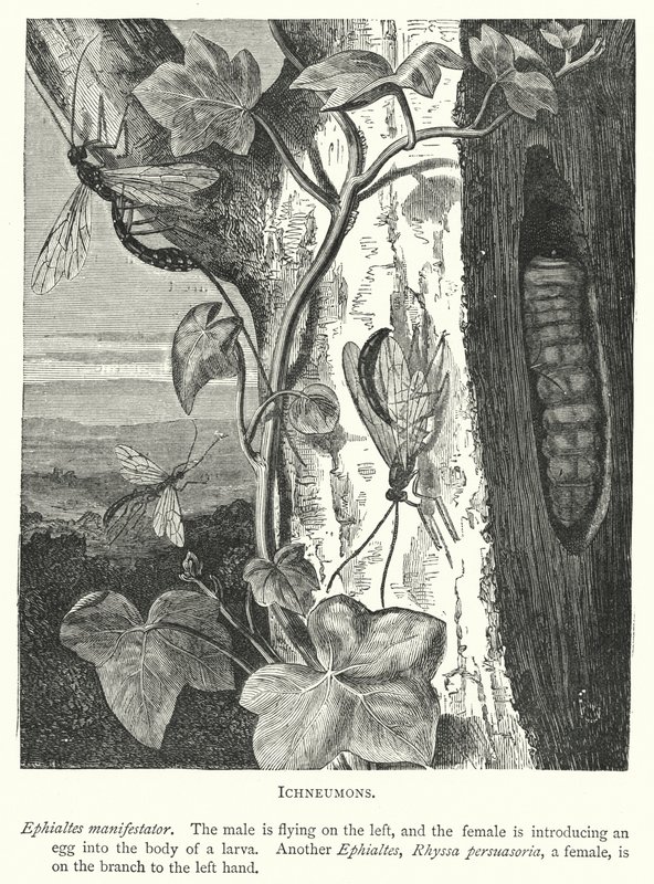 Schlupfwespen (Kupferstich) von English School