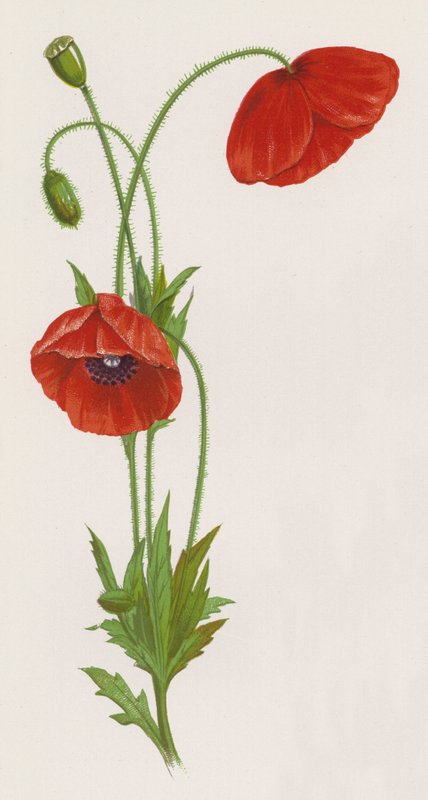Illustration für Ein Traum von einem Garten von English School
