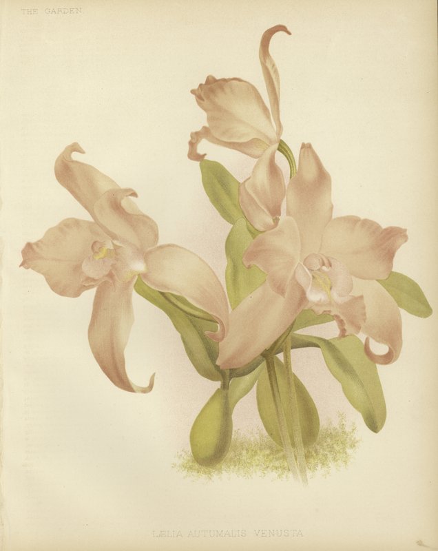 Laelia autumnalis venusta von English School