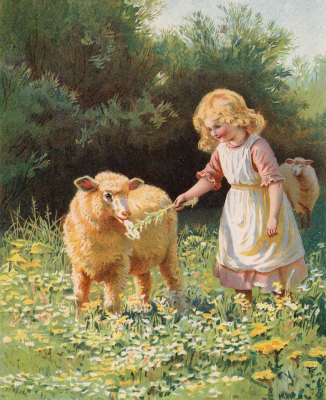 Kleines Mädchen füttert eine Blume an ein Schaf auf einer Wiese von English School