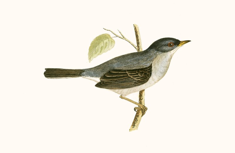 Marmora-Grasmücke, Illustration aus 