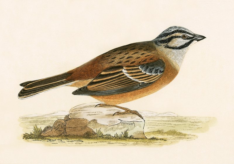 Rohrammer, Illustration aus 