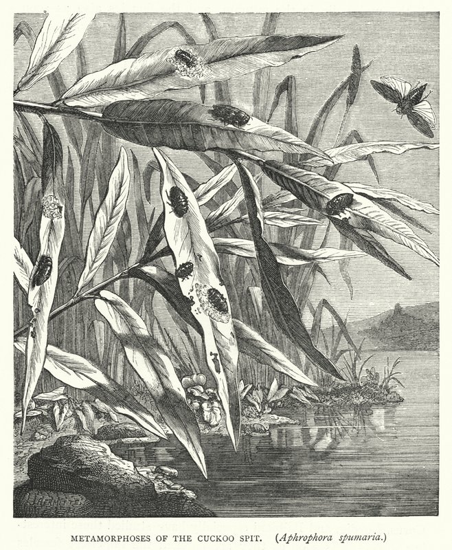 Metamorphosen des Kuckucksspeichels, Aphrophora spumaria von English School