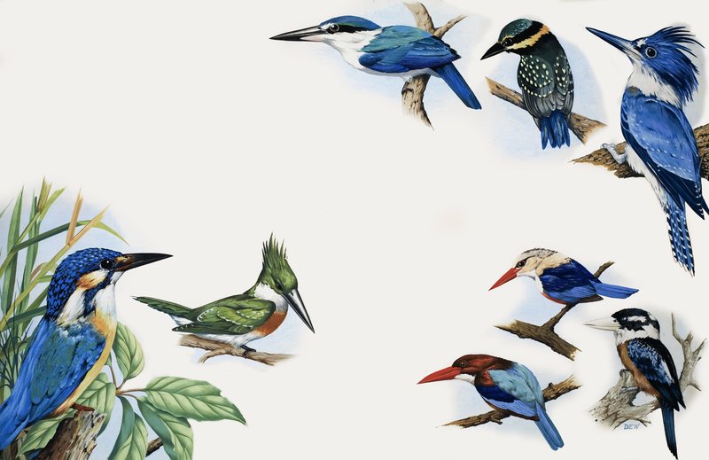 Das Königreich der Natur: Ein Farbblitz von English School