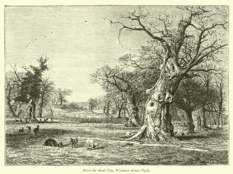 In der Nähe des Ziegengeheges, Windsor Great Park von English School