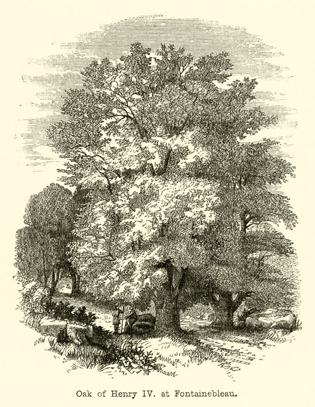 Eiche von Heinrich IV. in Fontainebleau (Gravur) von English School