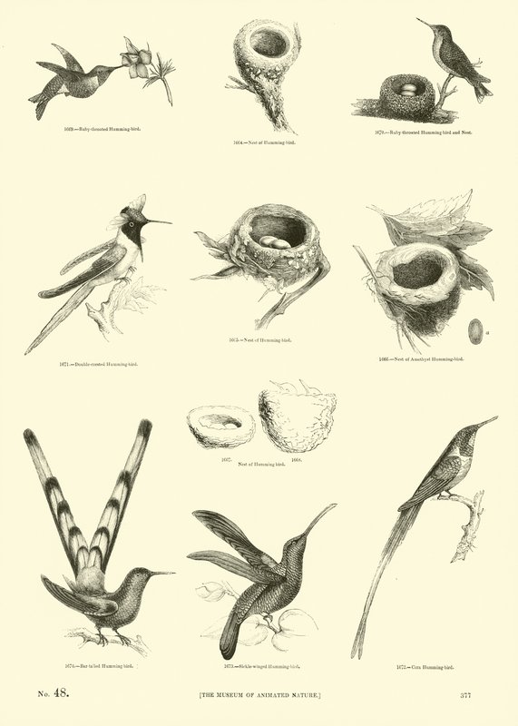 Seite aus dem Pictorial Museum of Animated Nature von English School