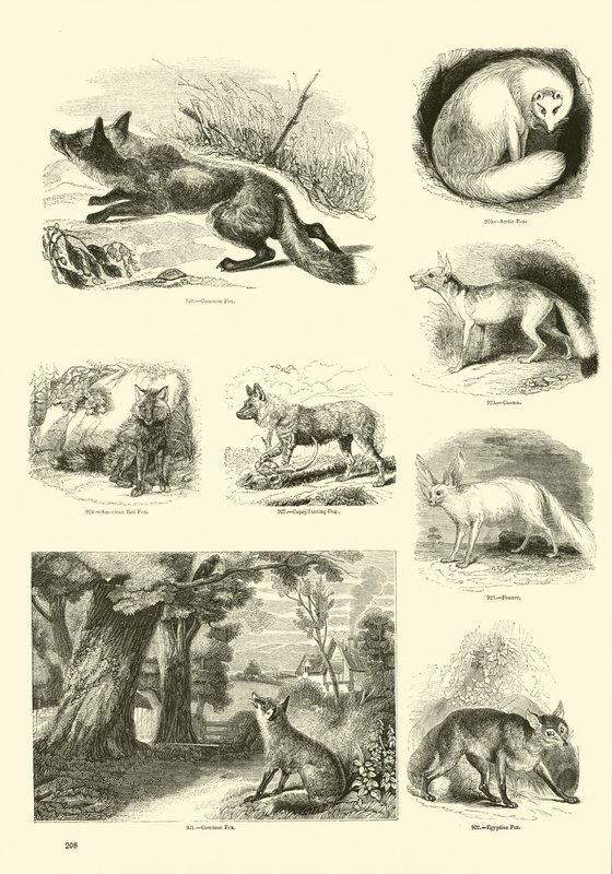 Seite aus dem Pictorial Museum of Animated Nature von English School