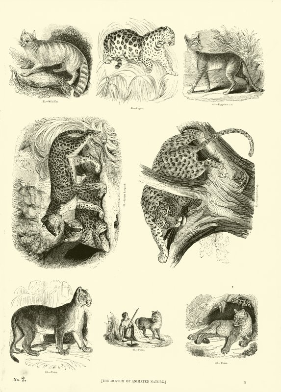 Seite aus dem Pictorial Museum of Animated Nature von English School