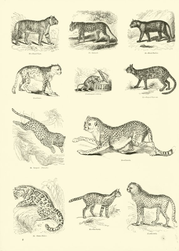 Seite aus dem Pictorial Museum of Animated Nature von English School