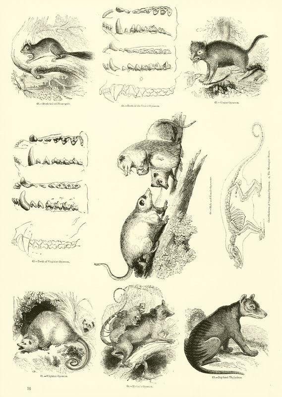 Seite aus dem Pictorial Museum of Animated Nature von English School