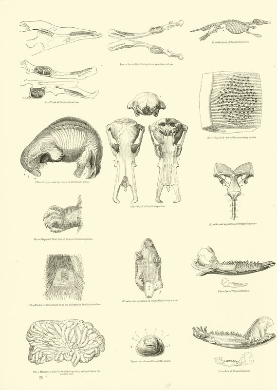 Seite aus dem Pictorial Museum of Animated Nature von English School