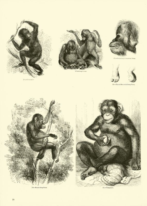Seite aus dem Pictorial Museum of Animated Nature von English School
