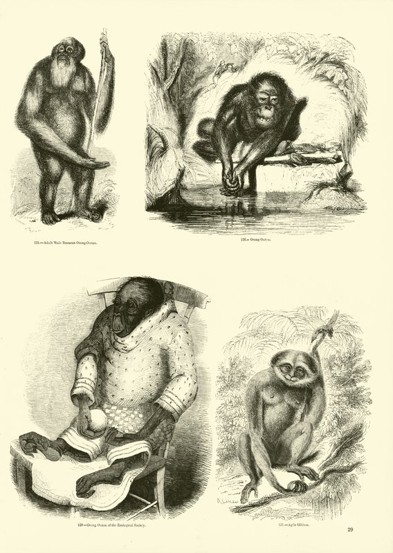 Seite aus dem Pictorial Museum of Animated Nature von English School