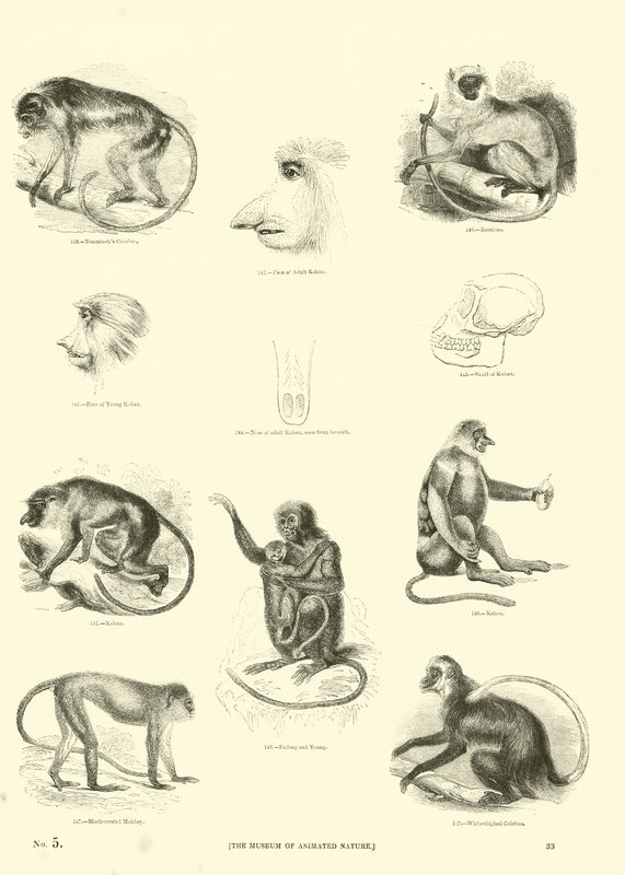 Seite aus dem Pictorial Museum of Animated Nature von English School