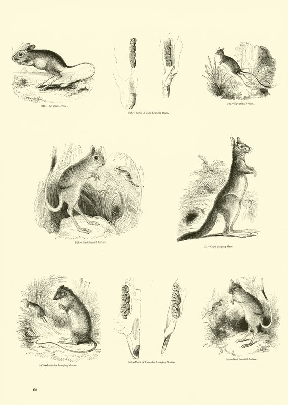 Seite aus dem Pictorial Museum of Animated Nature von English School