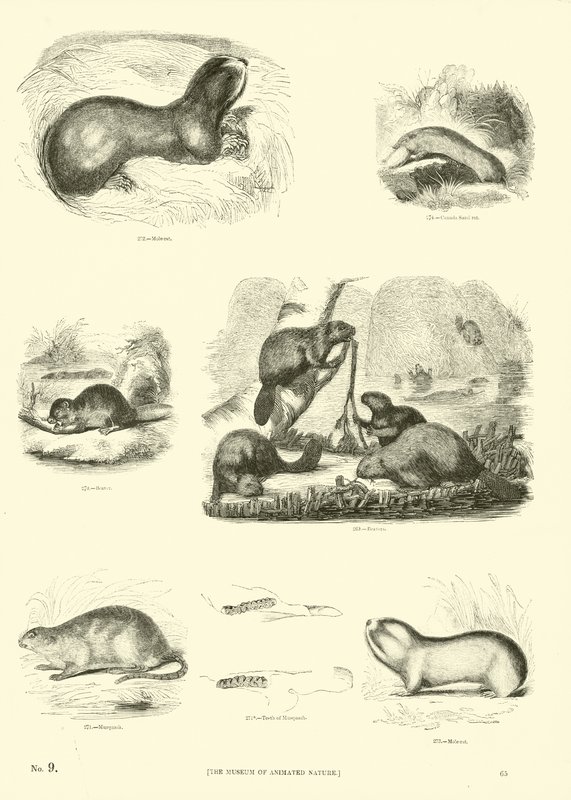 Seite aus dem Pictorial Museum of Animated Nature von English School