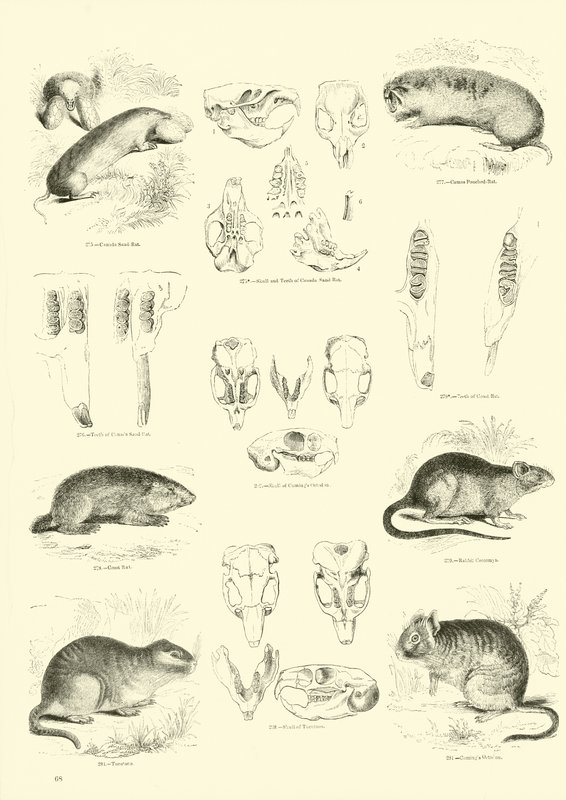 Seite aus dem Pictorial Museum of Animated Nature von English School