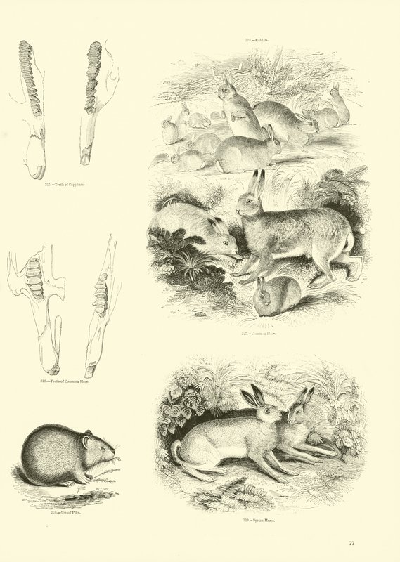 Seite aus dem Pictorial Museum of Animated Nature von English School