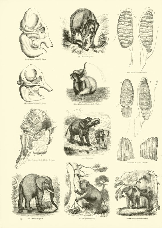 Seite aus dem Pictorial Museum of Animated Nature von English School