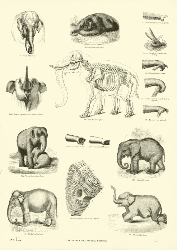 Seite aus dem Pictorial Museum of Animated Nature von English School