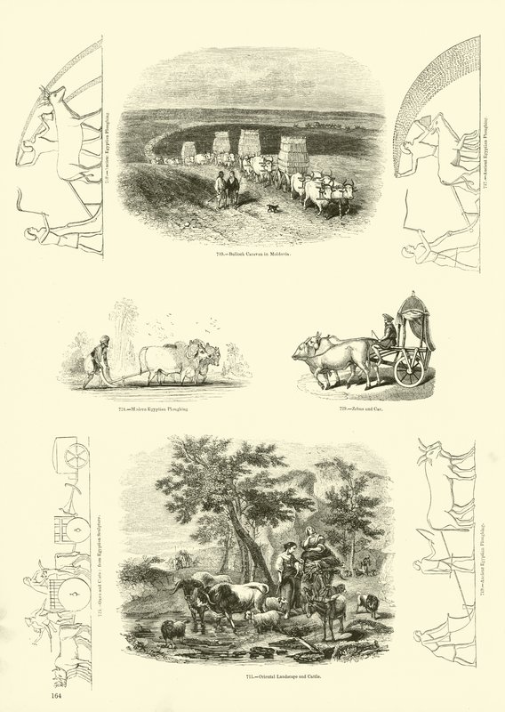 Seite aus dem Bildmuseum der belebten Natur von English School