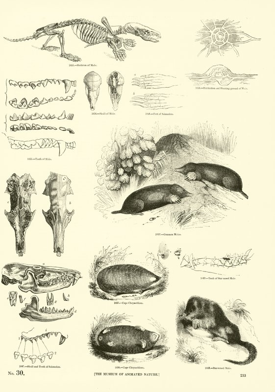Seite aus dem Bildmuseum der belebten Natur von English School