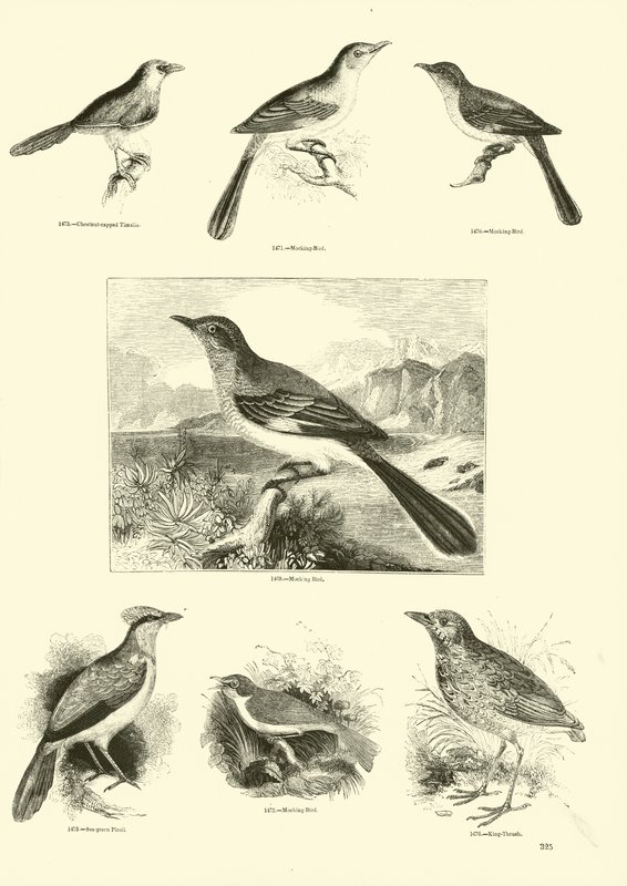 Seite aus dem Bildmuseum der belebten Natur von English School
