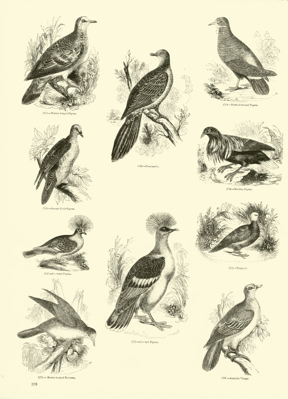 Seite aus dem Bildmuseum der belebten Natur von English School