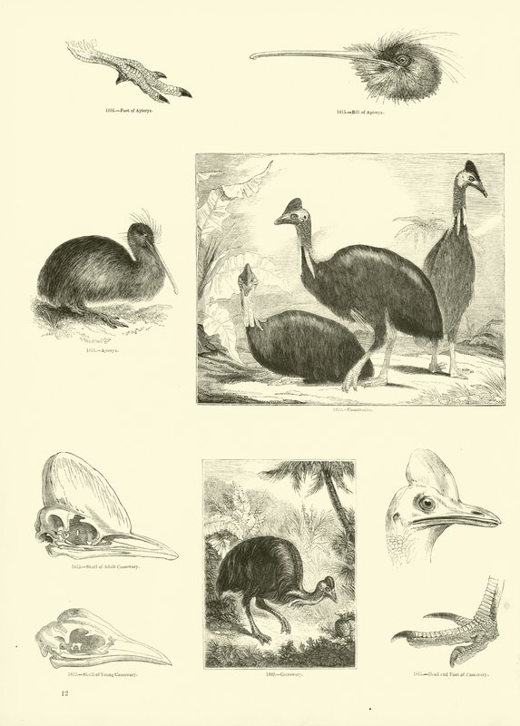 Seite aus dem Bildmuseum der belebten Natur von English School