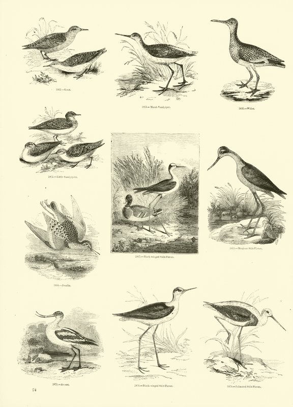 Seite aus dem Bildmuseum der belebten Natur von English School