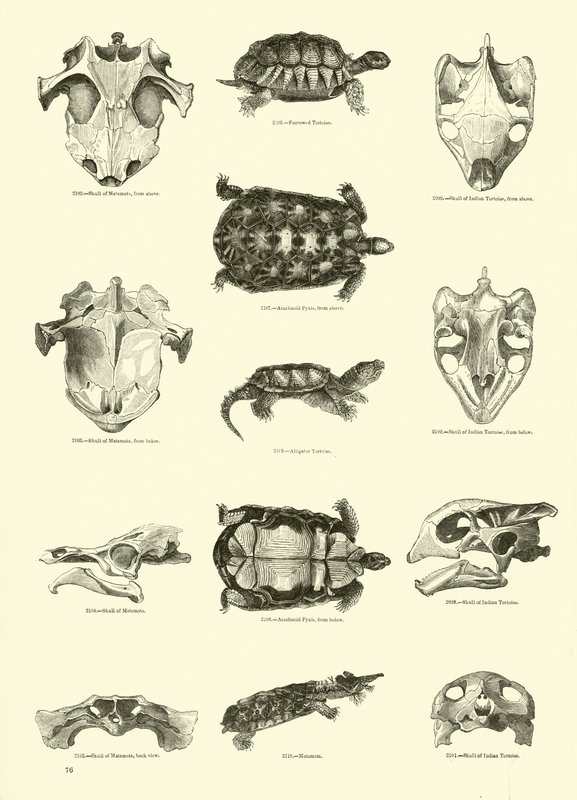 Seite aus dem Bildmuseum der belebten Natur von English School