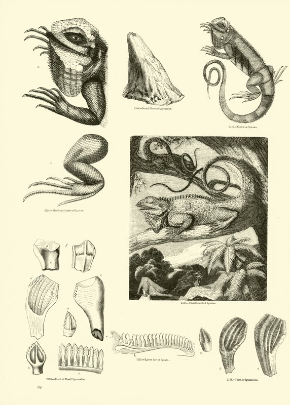 Seite aus dem Bildmuseum der belebten Natur von English School