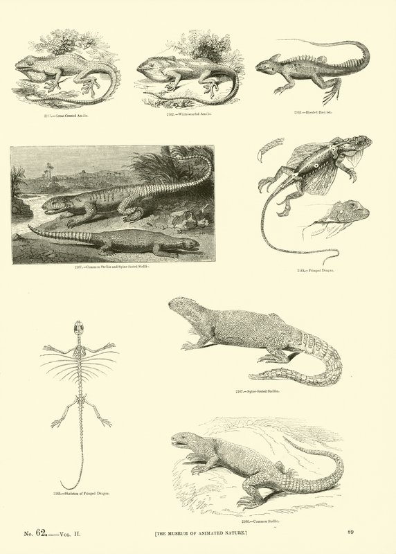 Seite aus dem Bildmuseum der belebten Natur von English School