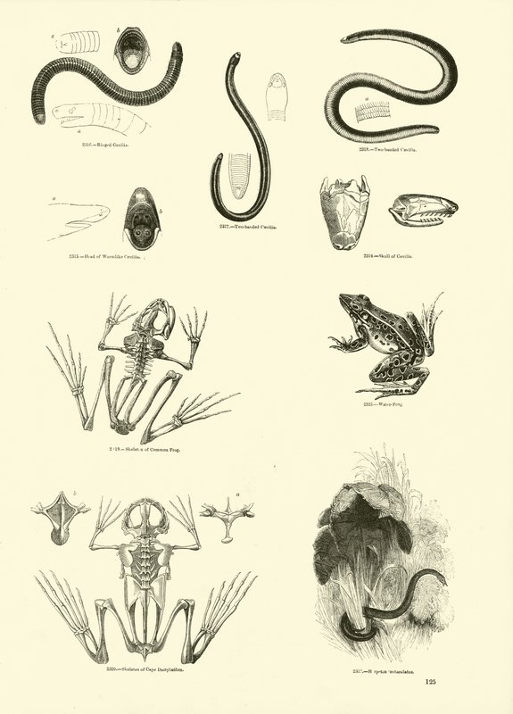 Seite aus dem Bildmuseum der belebten Natur von English School