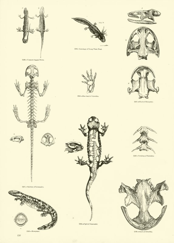 Seite aus dem Bildmuseum der belebten Natur von English School