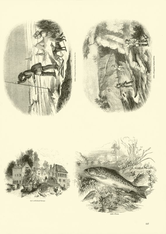 Seite aus dem Bildmuseum der belebten Natur von English School