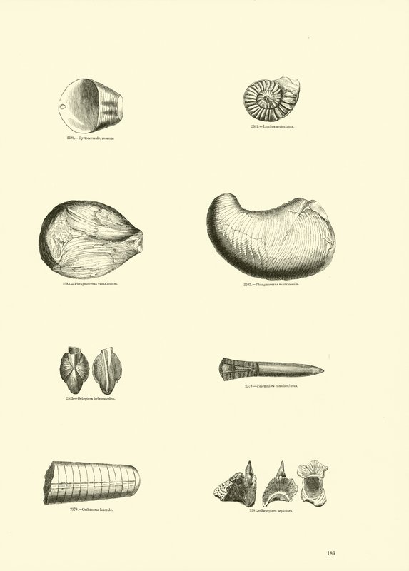 Seite aus dem Bildmuseum der belebten Natur von English School