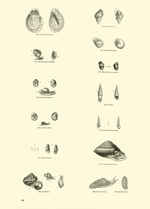 Seite aus dem Bildmuseum der belebten Natur von English School