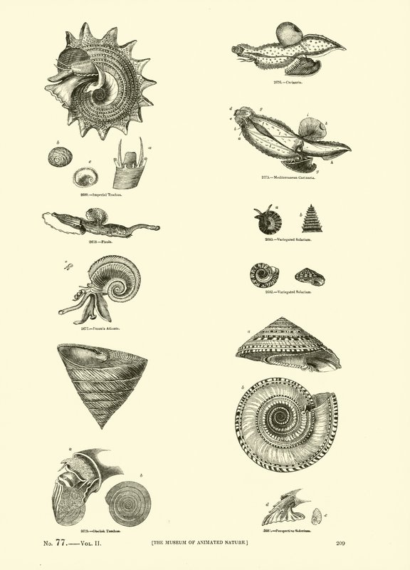 Seite aus dem Bildmuseum der belebten Natur von English School