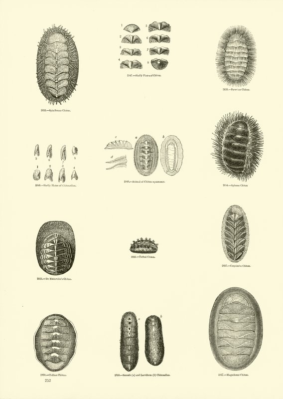 Seite aus dem Bildmuseum der belebten Natur von English School