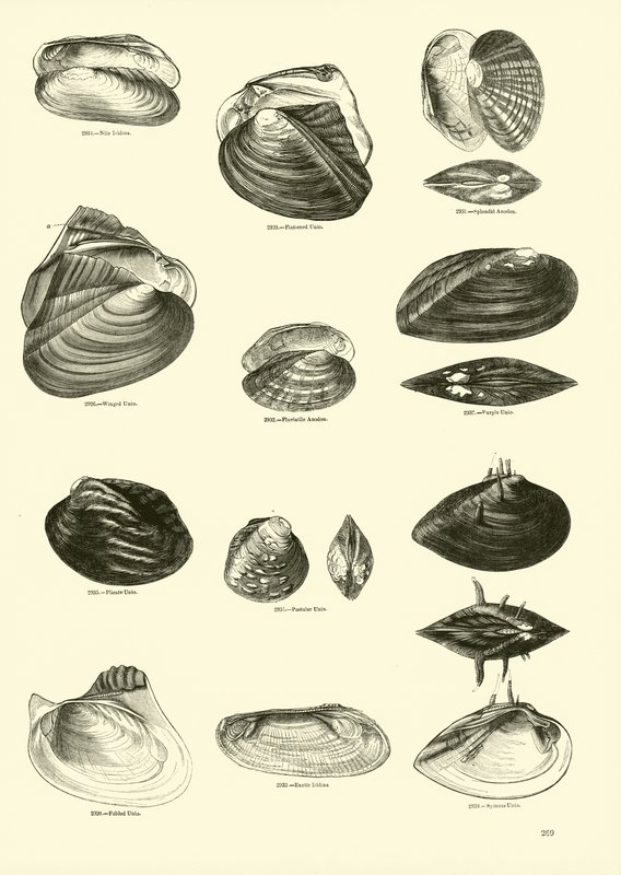 Seite aus dem Bildmuseum der belebten Natur von English School