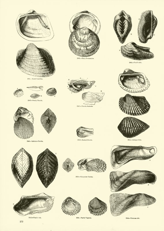 Seite aus dem Bildmuseum der belebten Natur von English School