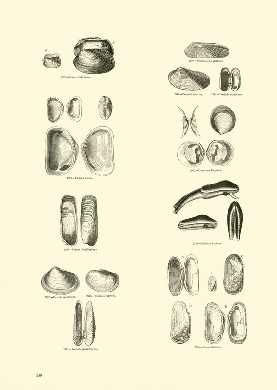 Seite aus dem Bildmuseum der belebten Natur von English School