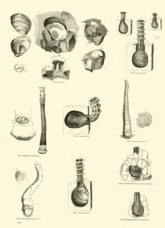 Seite aus dem Bildmuseum der belebten Natur von English School