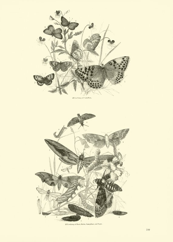 Seite aus dem Bildmuseum der belebten Natur von English School